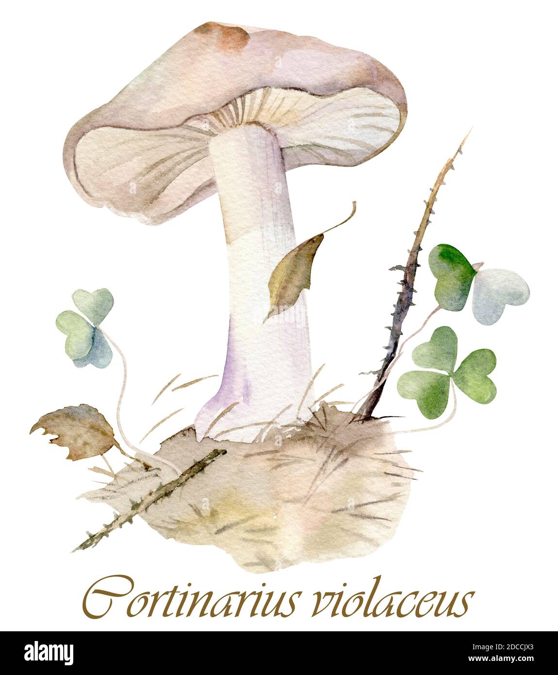 Aquarelle plantes forestières dessinées à la main. illustration botanique isolée sur fond blanc. champignons comestibles lilas dans un environnement naturel Banque D'Images