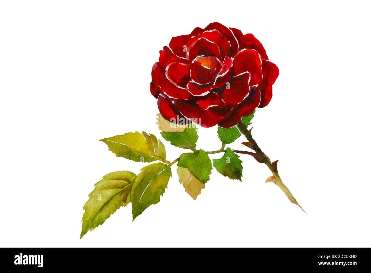Tête de rose rouge foncé avec branche de feuilles illustration d'aquarelle originale isolé sur fond blanc Banque D'Images