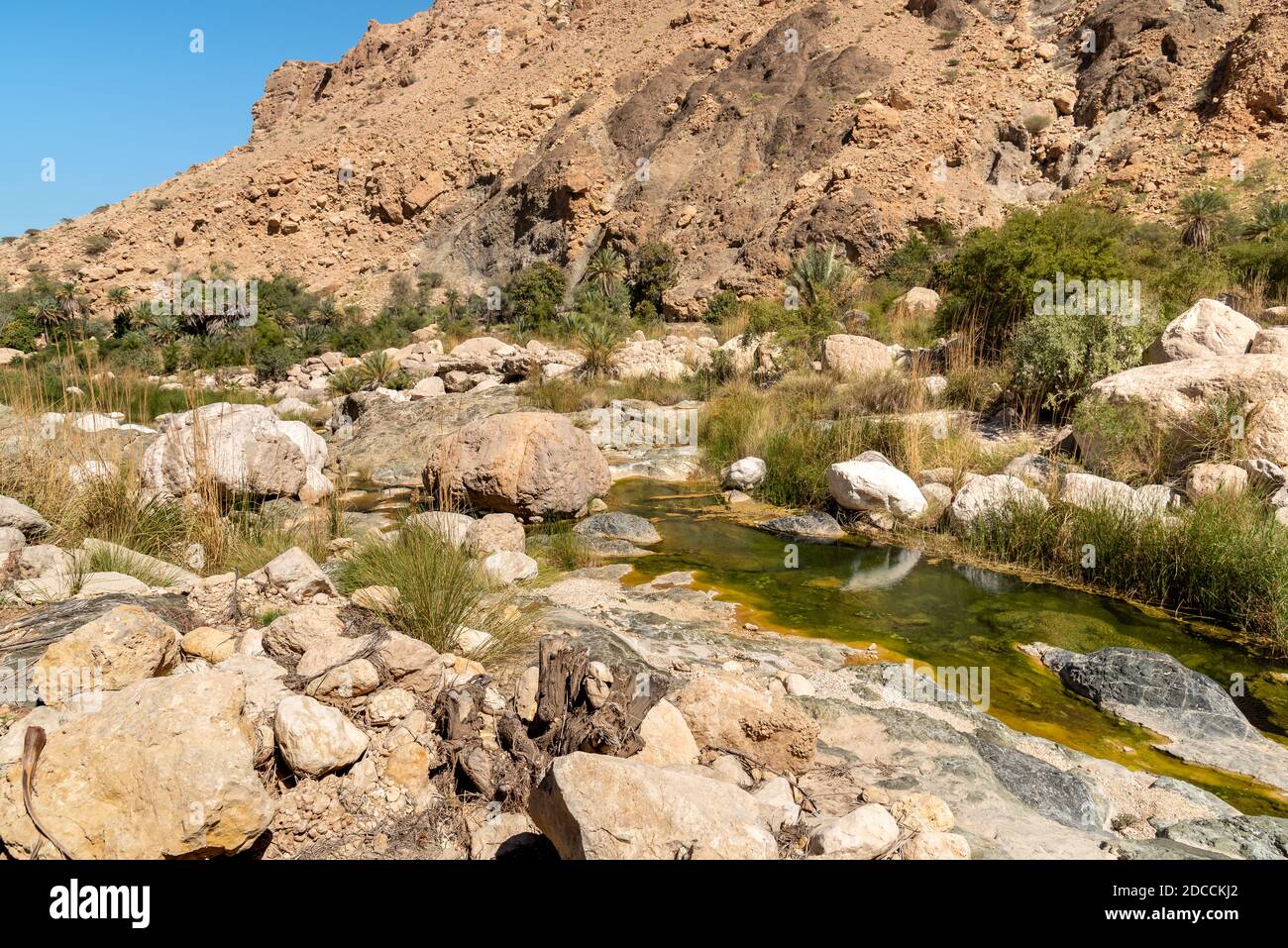 Paysage de l'oasis de Wadi Tiwi avec sources d'eau, pierres et palmiers, Sultanat d'Oman. Banque D'Images