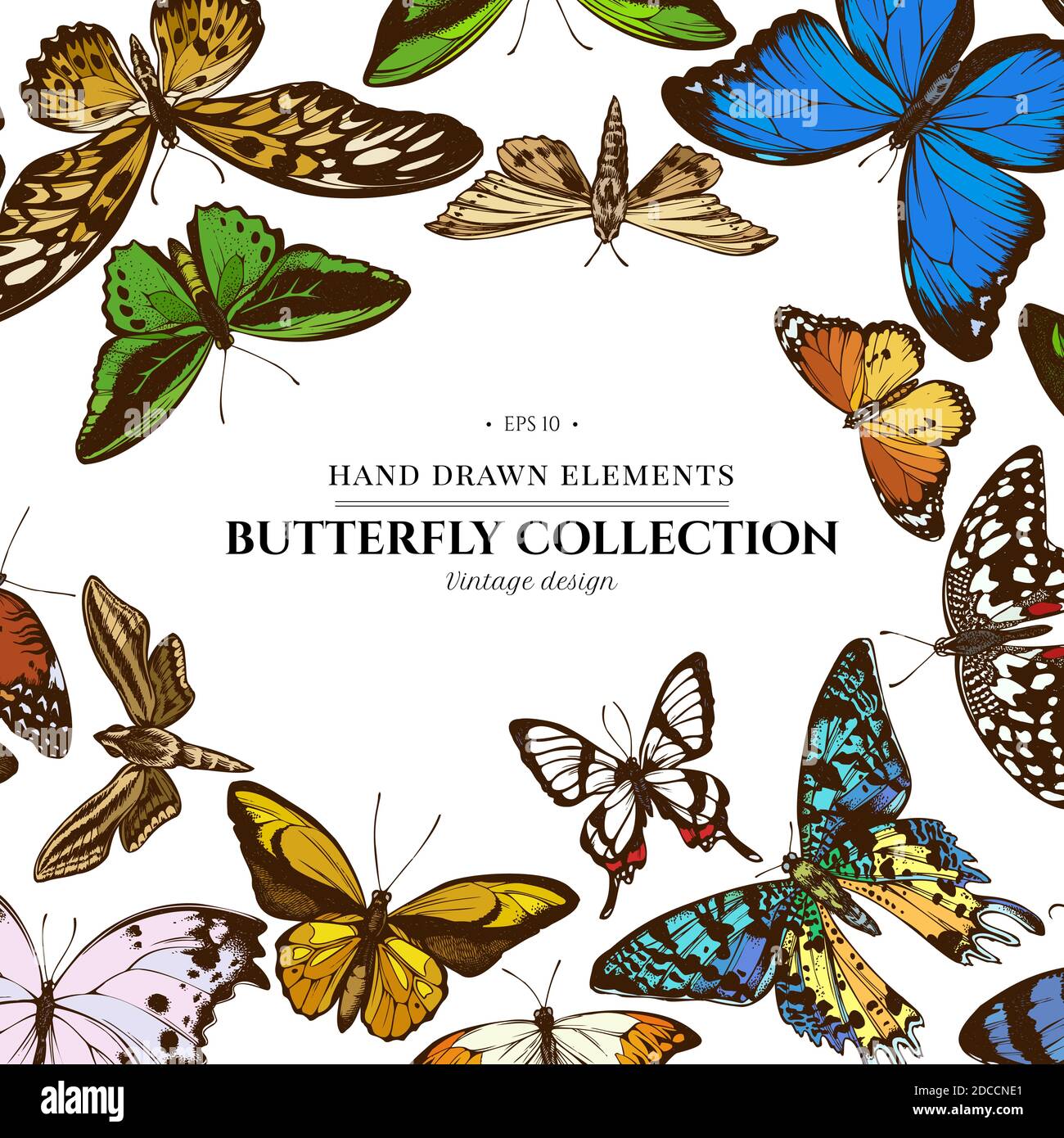 Éléments colorés avec une grande pointe orange, queue d'allowtail émeraude, tigre Uni, rajah brooke s Birdwing, papillio torquatus, papillon à queue d'allowtail Illustration de Vecteur