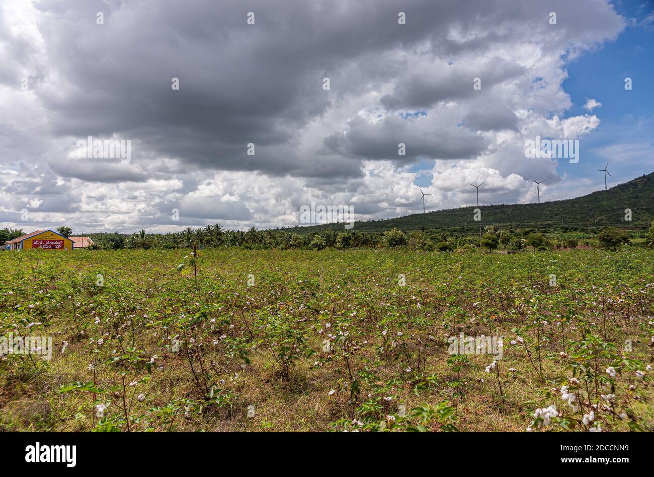 Arasinagundi, Karnataka, Inde - 3 novembre 2013 : paysage agricole vert rural avec maison au toit rouge sous couvert de nuages gris pluvieux. Champ de coton Banque D'Images