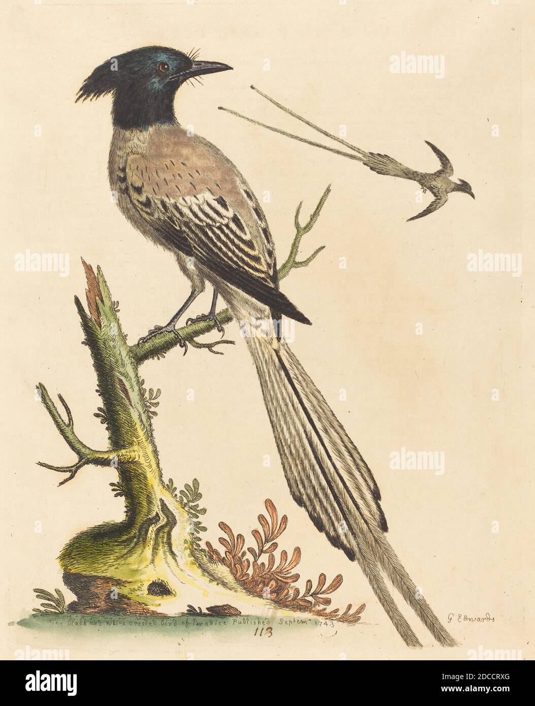 George Edwards, (artiste), anglais, 1694 - 1773, The Black and White Crested Bird of Paradise, A Natural History of Uncommon Birds and Animals (1743-51), (série), publié en 1743, gravure de couleur main sur papier coulé, plaque : 23.9 x 18.9 cm (9 7/16 x 7 7/16 po.), feuille : 27.9 x 22.1 cm (11 x 8 11/16 po Banque D'Images