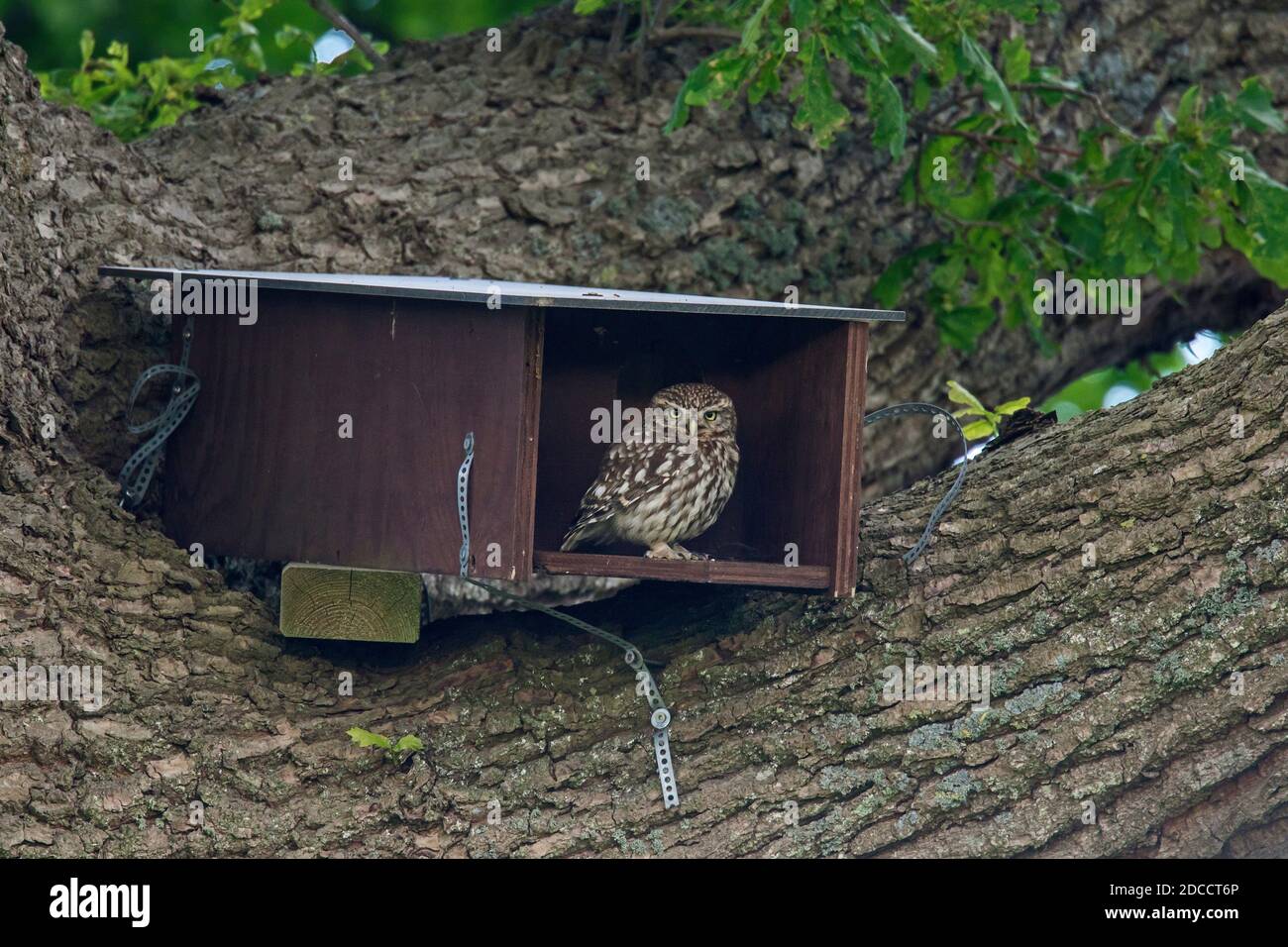 Petit hibou (Athene noctua) assis à l'entrée de la boîte de nid en bois chêne Banque D'Images