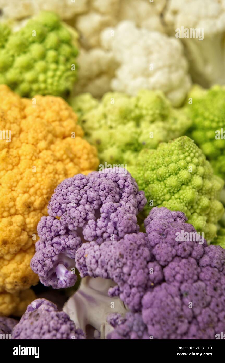 Gros plan sur des choux-fleurs colorés Banque D'Images