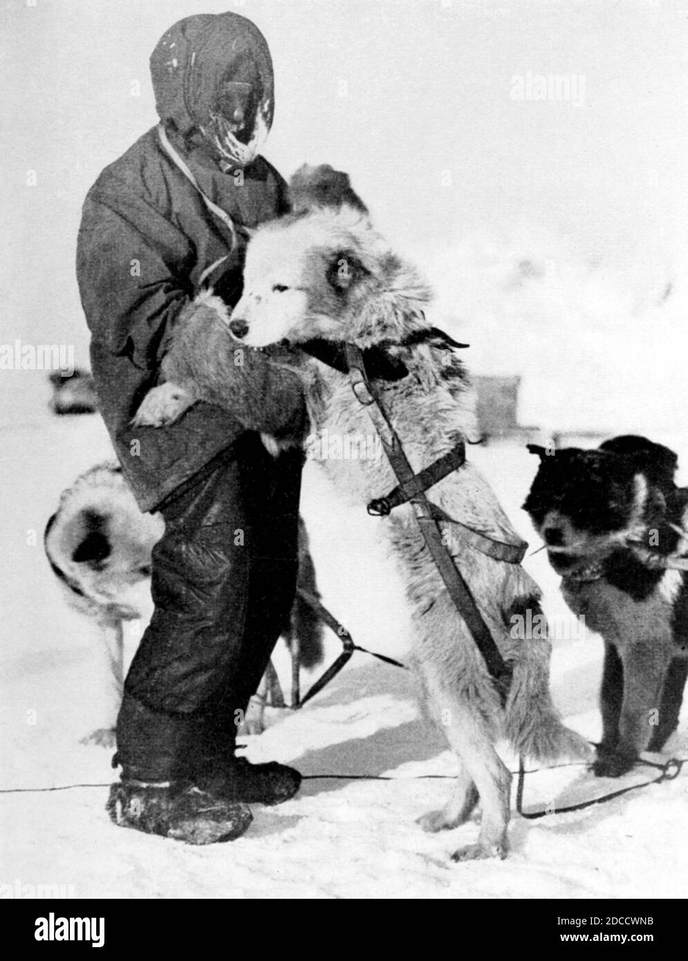 Frank Wild, anglais marin et explorateur Banque D'Images