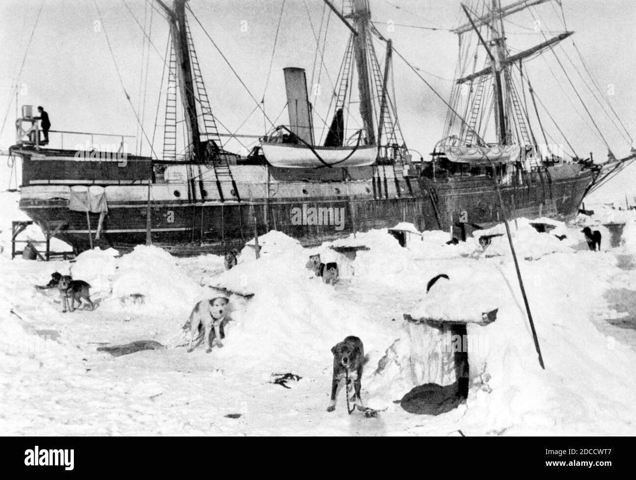 Expédition transantarctique impériale, chiens de traîneau, 1915 Banque D'Images