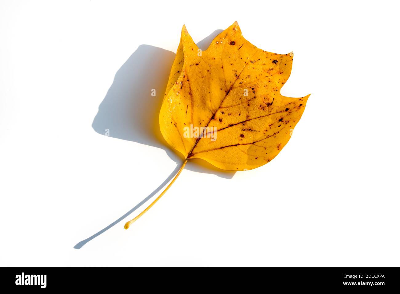 jaune automne feuille sèche de tulipe sur fond blanc. Vue de dessus Banque D'Images