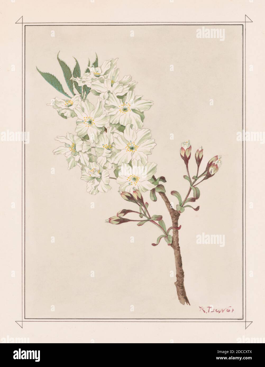 Gyoiko, fleurs de cerisier jaune de Robbe Banque D'Images