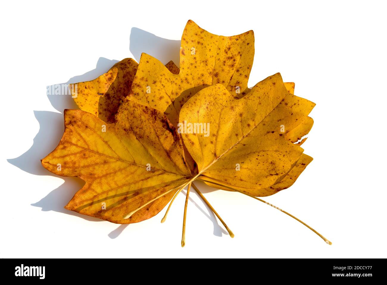 Composition de l'automne - bouquet de feuilles jaunes sèches d'automne de l'arbre de tulipe, sur fond blanc. Vue du dessus Banque D'Images