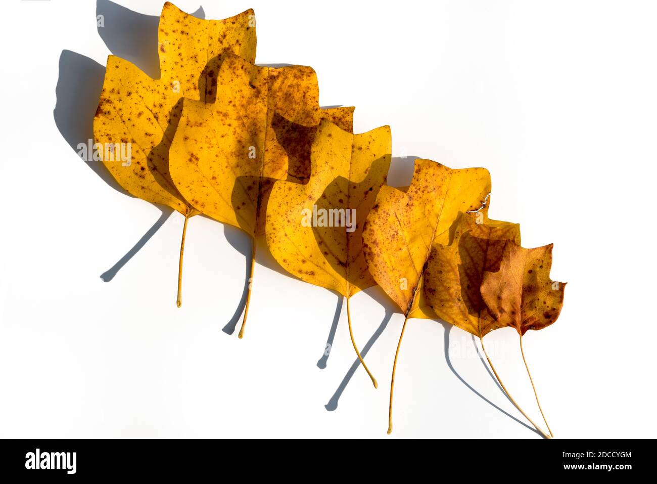 Composition de l'automne - jaune automne feuilles sèches de l'arbre de tulipe, six feuilles à l'échelle de la plus petite à la plus grande sur fond blanc. Vue du dessus Banque D'Images