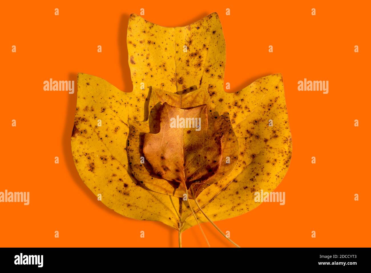 Composition de l'automne - jaune automne feuilles sèches de l'arbre de tulipe, trois feuilles à l'échelle l'une sur l'autre sur fond orange. Vue de dessus Banque D'Images