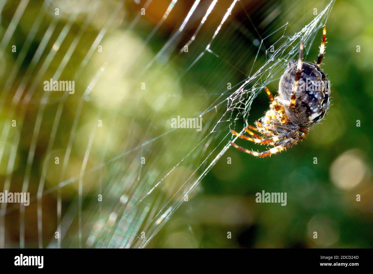 Araneus diadematus (araneus diadematus), gros plan de l'une des araignées les plus courantes du Royaume-Uni suspendue sous sa toile. Banque D'Images