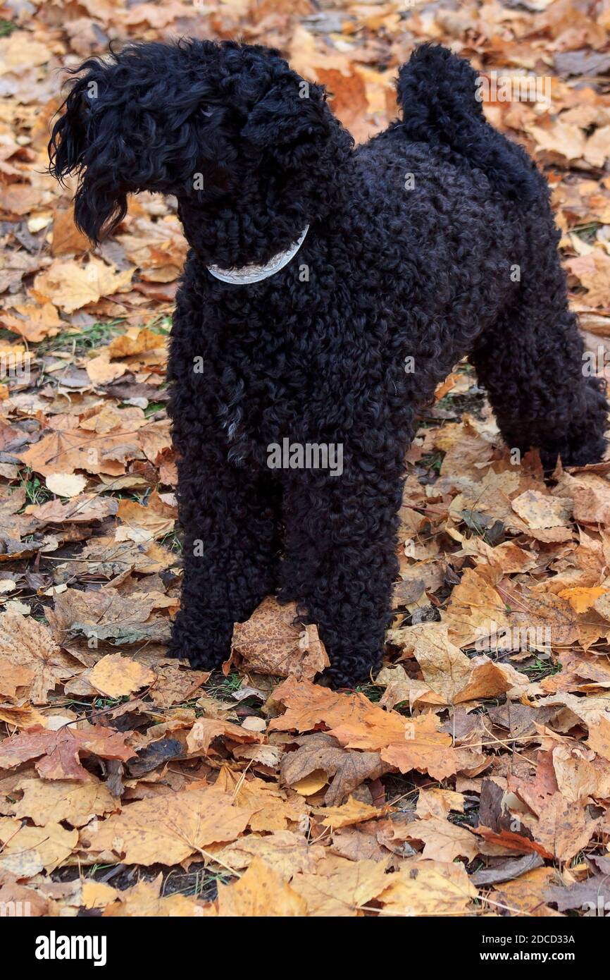 Le terrier bleu irlandais se trouve dans le feuillage d'automne. Animaux de compagnie. Banque D'Images