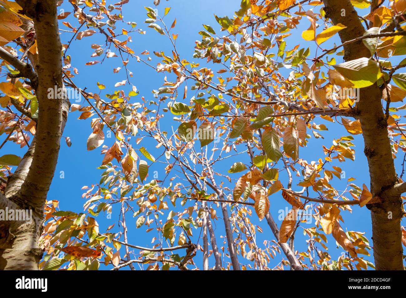 Feuilles de cerisier et ciel bleu en automne. Magnifiques feuilles colorées en automne Banque D'Images