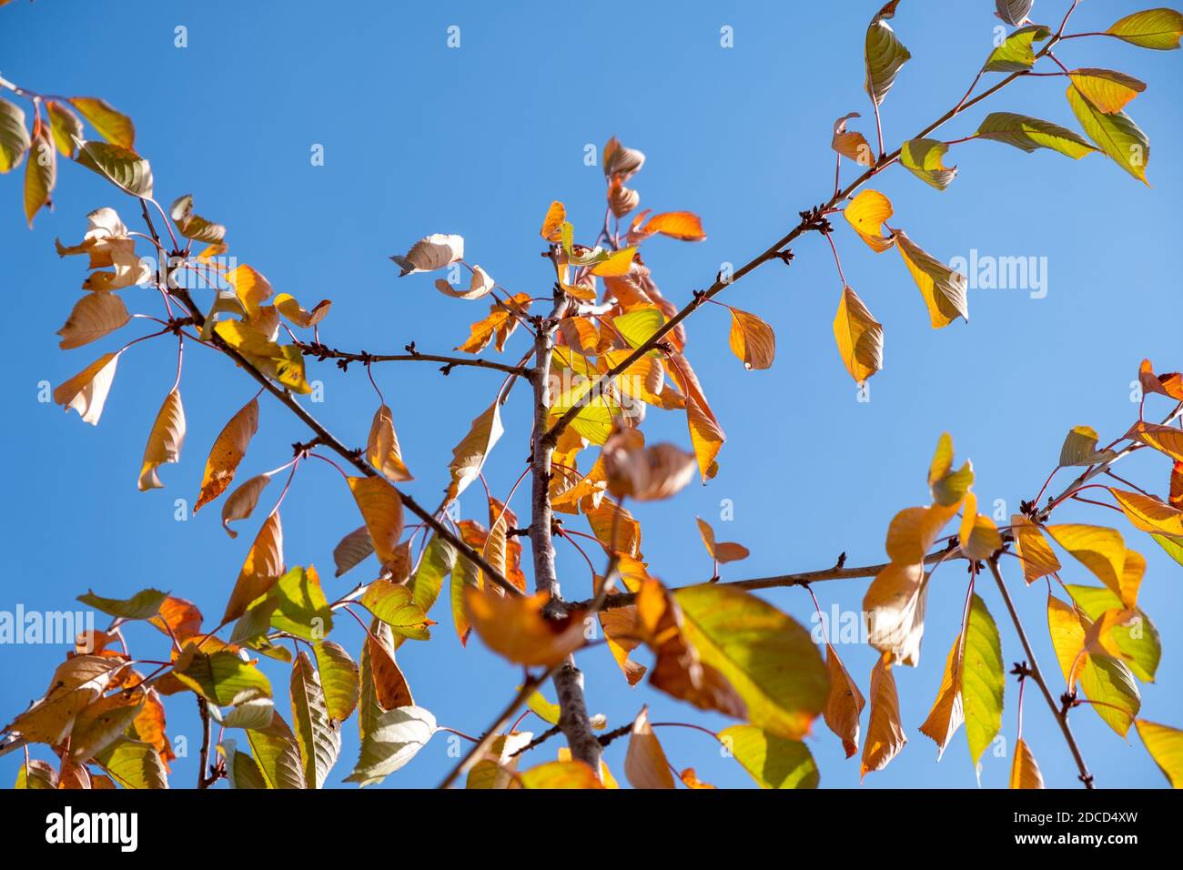 Feuilles de cerisier et ciel bleu en automne. Magnifiques feuilles colorées en automne Banque D'Images