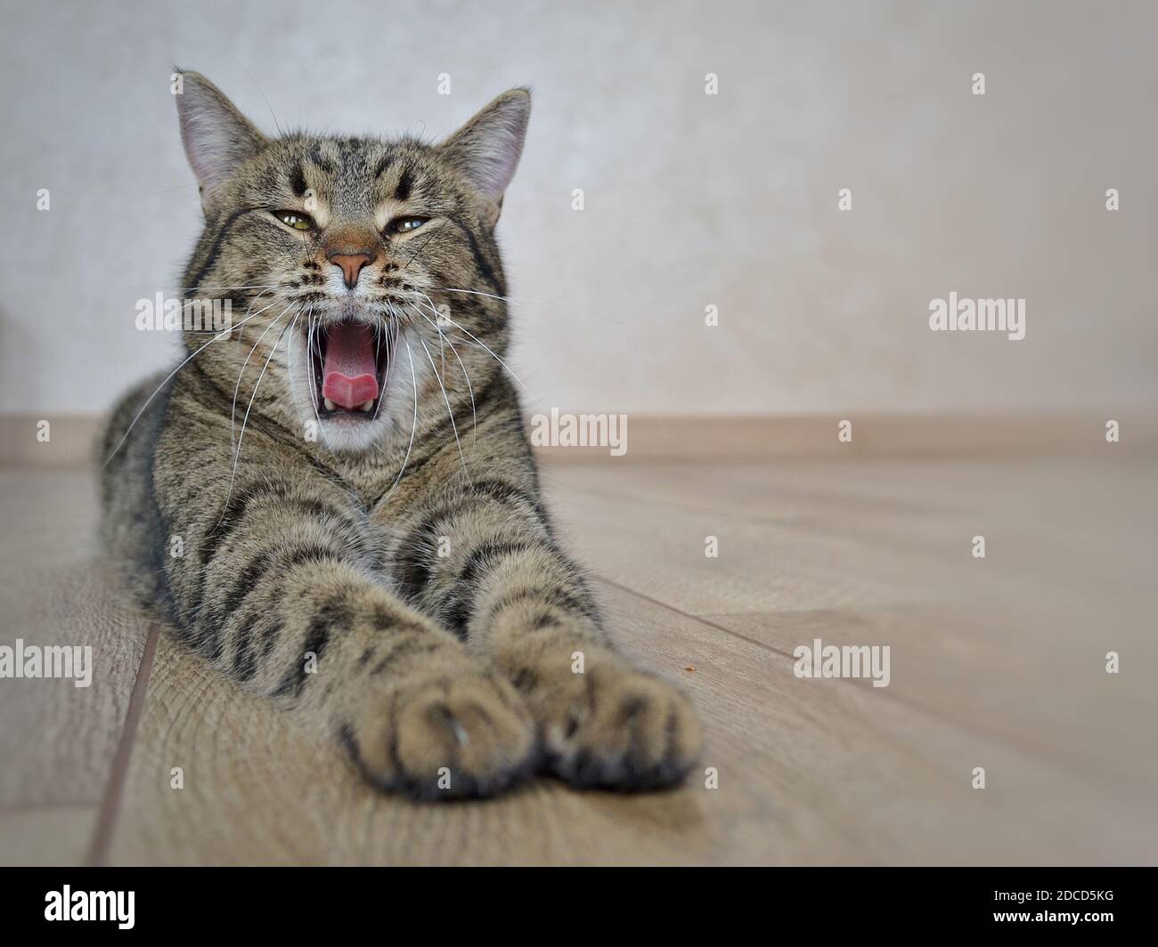 des nawns de chat gris tabby couchés devant l'appareil photo. Banque D'Images