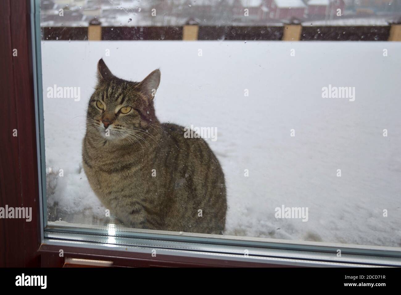 Un chat assis devant une fenêtre Banque D'Images