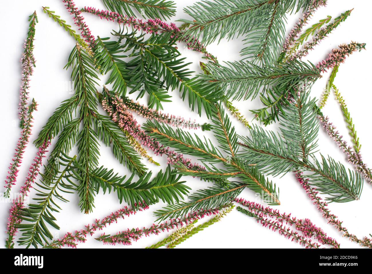 Motif fleuri sur fond blanc. Brindilles de sapin et fleurs de bruyère. Noël verdure. Banque D'Images