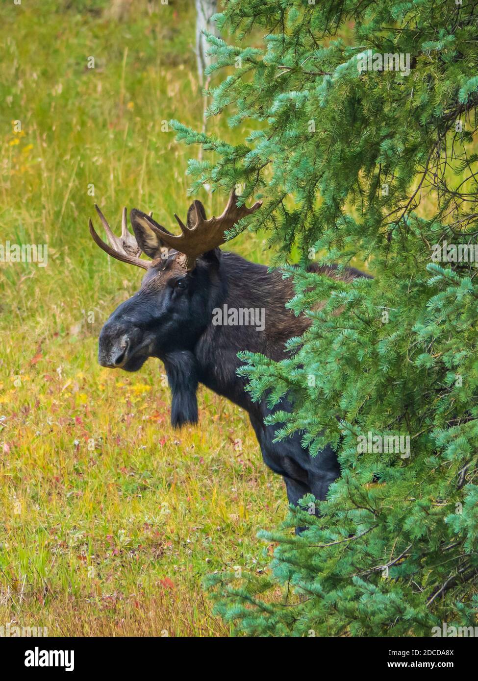 Bull orignal, terrain de camping South Mineral, forêt nationale de San Juan près de Silverton, Colorado. Banque D'Images