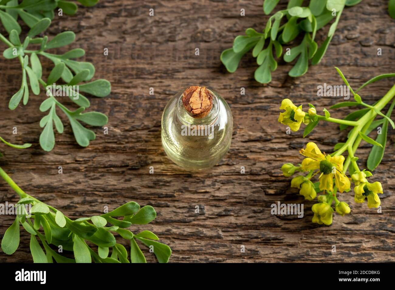 Bouteille d'huile essentielle avec une rue commune en fleur, ou plante de  Ruta graveolens sur une table en bois Photo Stock - Alamy