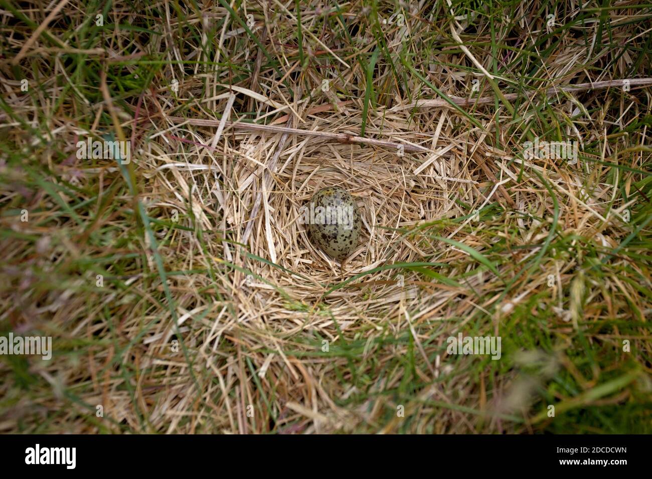 Nid de sterne arctique avec œuf Banque D'Images