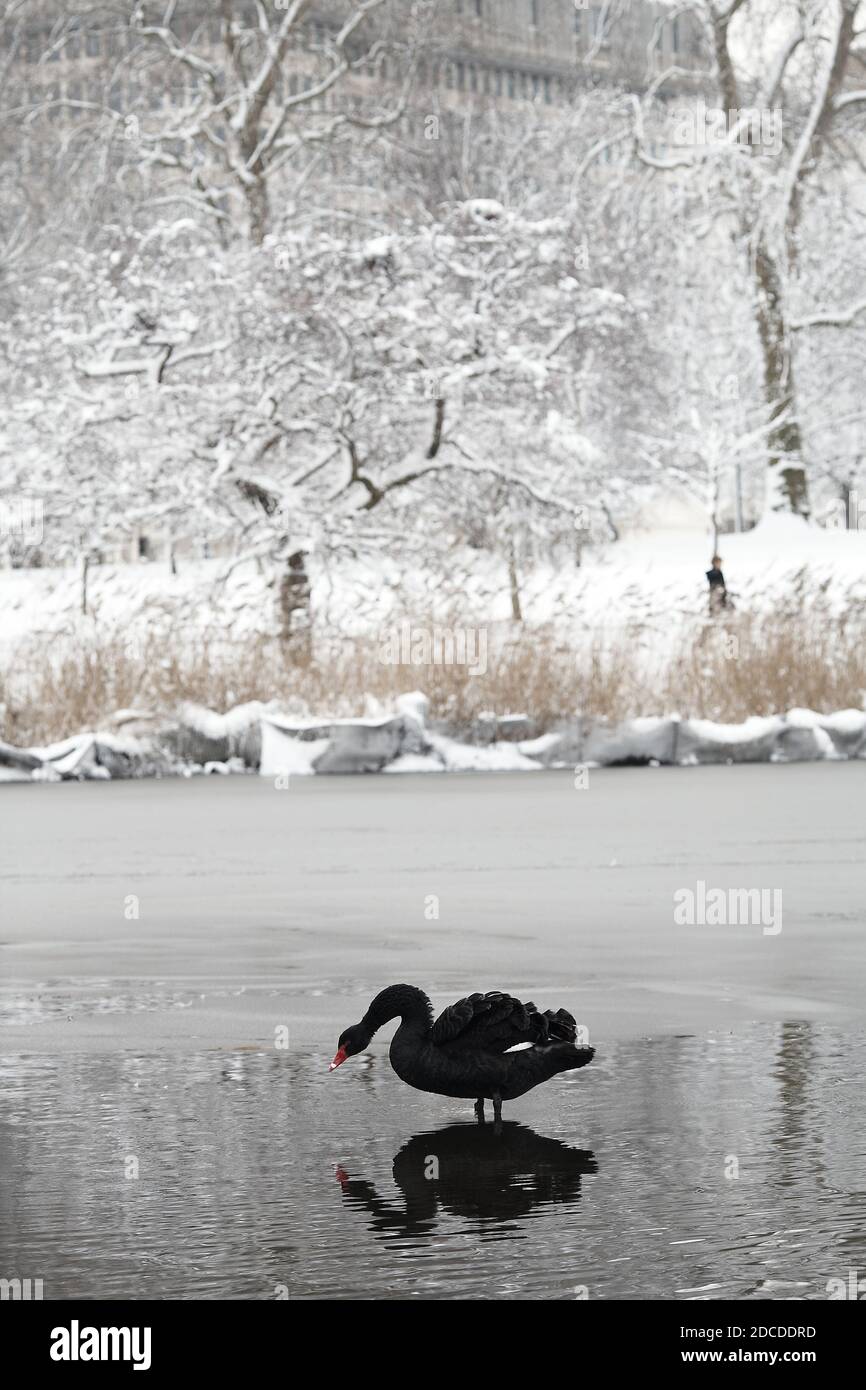 Cygne noir en hiver à St. James Park Whitehall Londres Angleterre Royaume-Uni. Banque D'Images