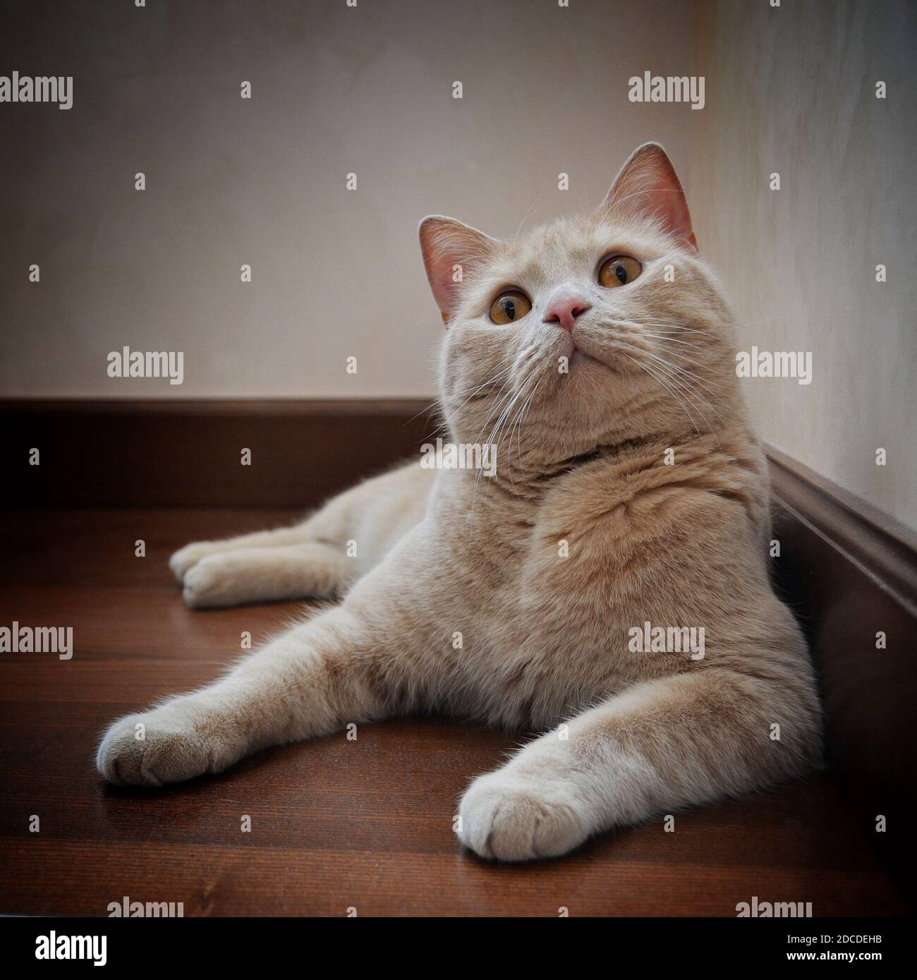 Un chat de couleur pêche aux yeux ambrés se trouve sur le sol Banque D'Images