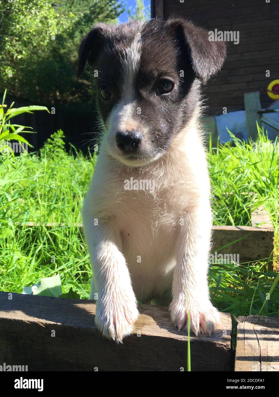 portrait vertical d'un chiot noir et blanc. Banque D'Images