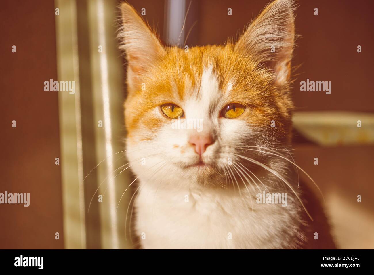 Joli chaton au gingembre. Gros plan sur la face du chat. Banque D'Images