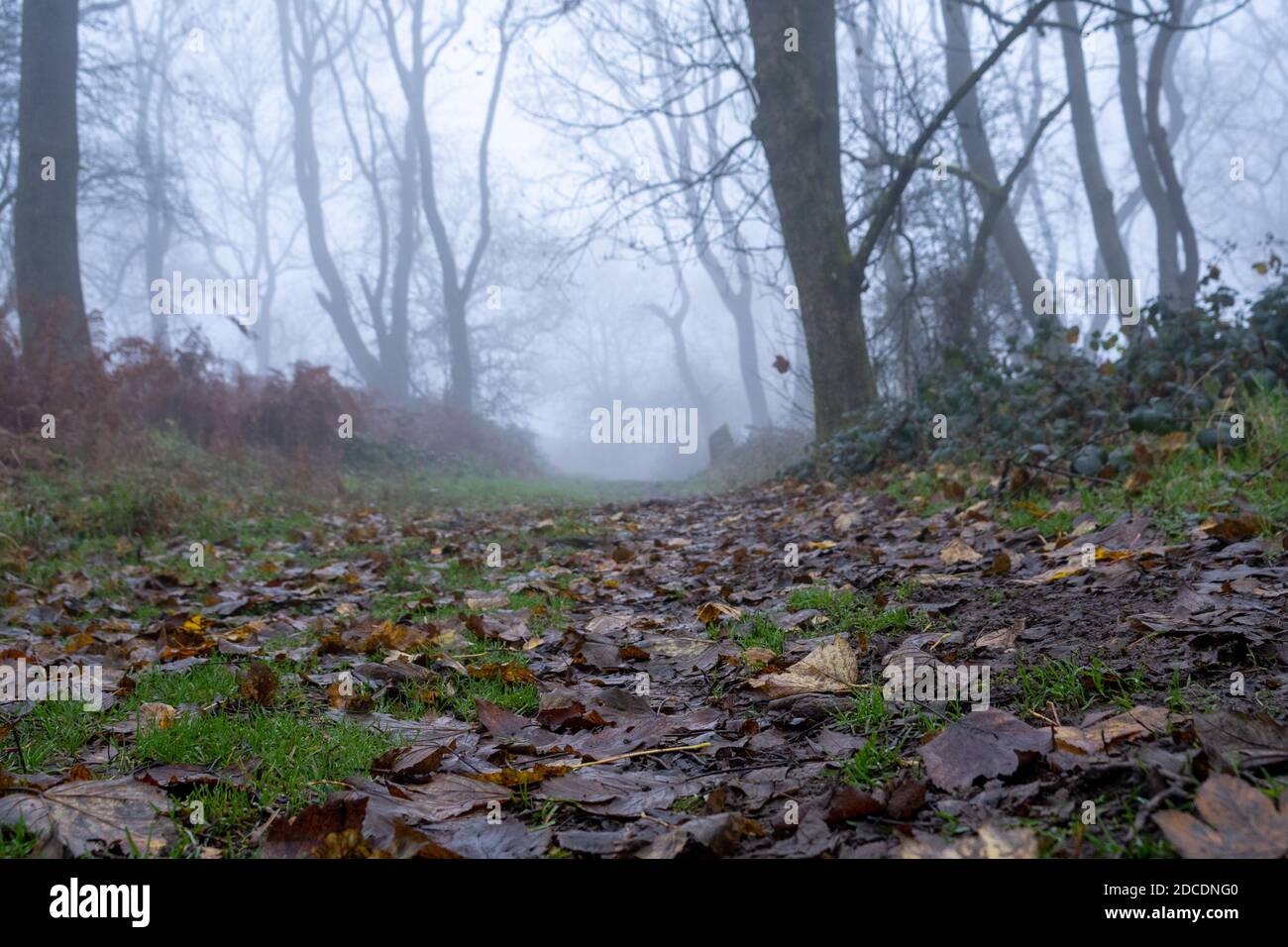Un plan de champ à faible angle et faible profondeur d'un sentier à travers une forêt, lors d'une journée d'hivers brumeux et brumeux. Banque D'Images