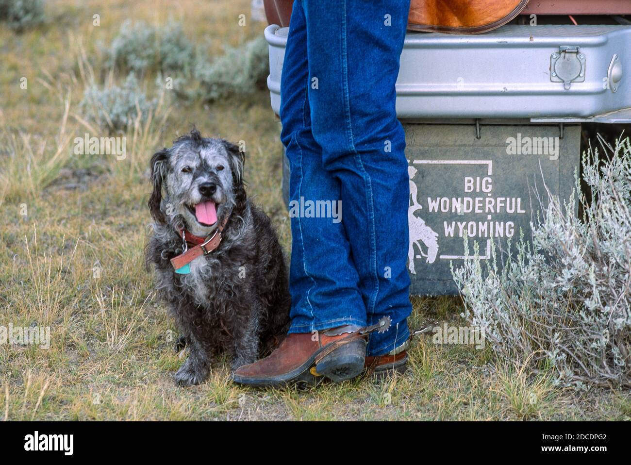 Un cowboy et son chien se tenir près de sa camionnette, WY, États-Unis d'Amérique Banque D'Images Un cowboy et son chien se tenir près de sa camionnette, WY, États-Unis d'Amérique Banque D'Images