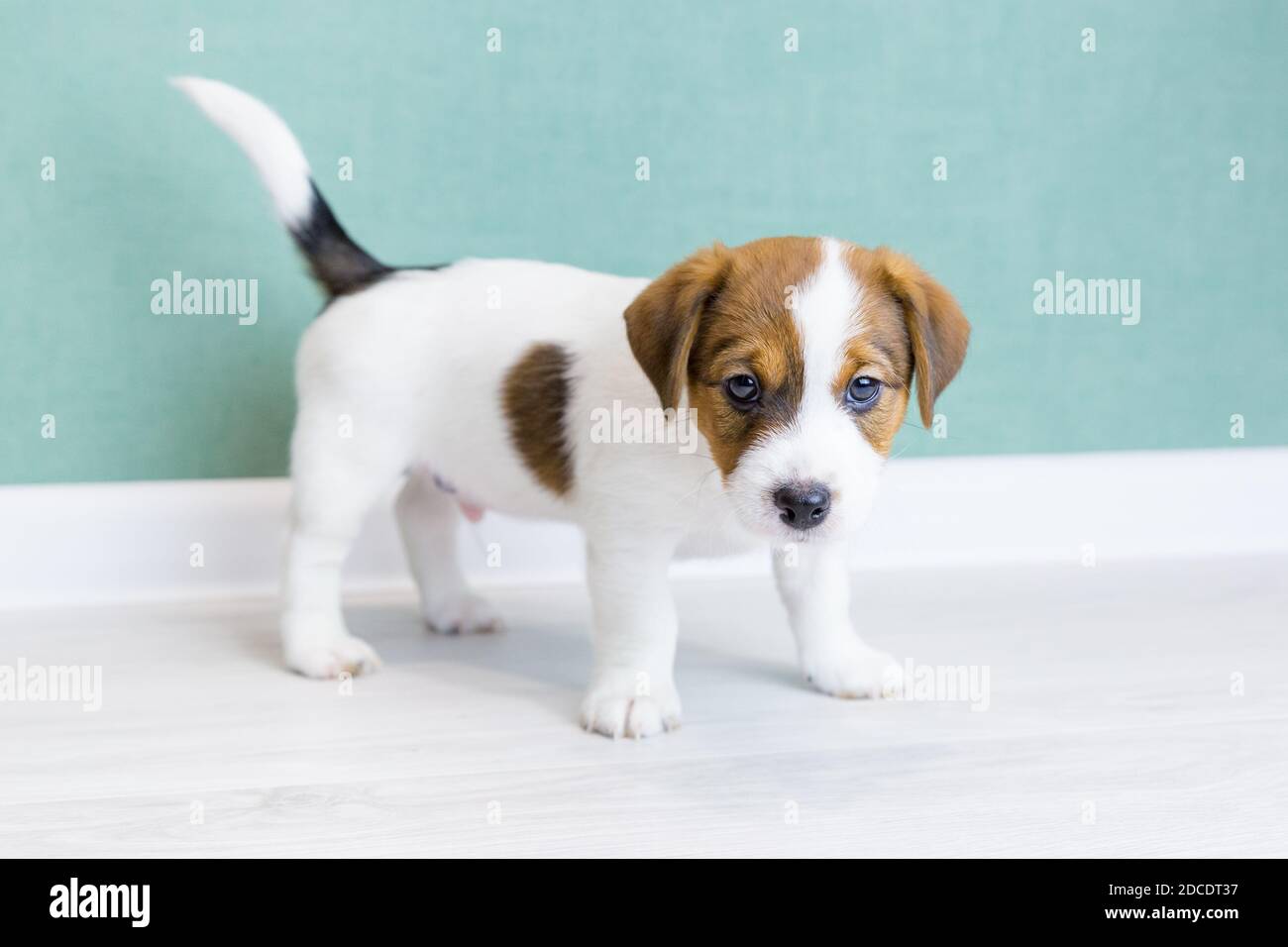 Un magnifique chiot Jack Russell Terrier aux oreilles brunes se tient et  regarde l'appareil photo sur le fond d'un mur vert. Reproduction du chien  de race Photo Stock - Alamy