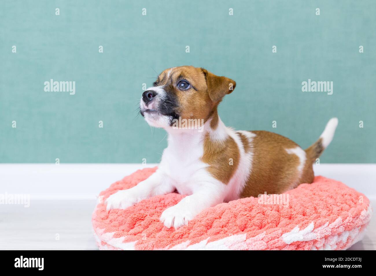 Un adorable chiot Jack Russell Terrier repose sur un donut en peluche  tricoté rose sur un fond vert. Concept de soins pour animaux, amour pour  les animaux. Chiens de race, breedin Photo