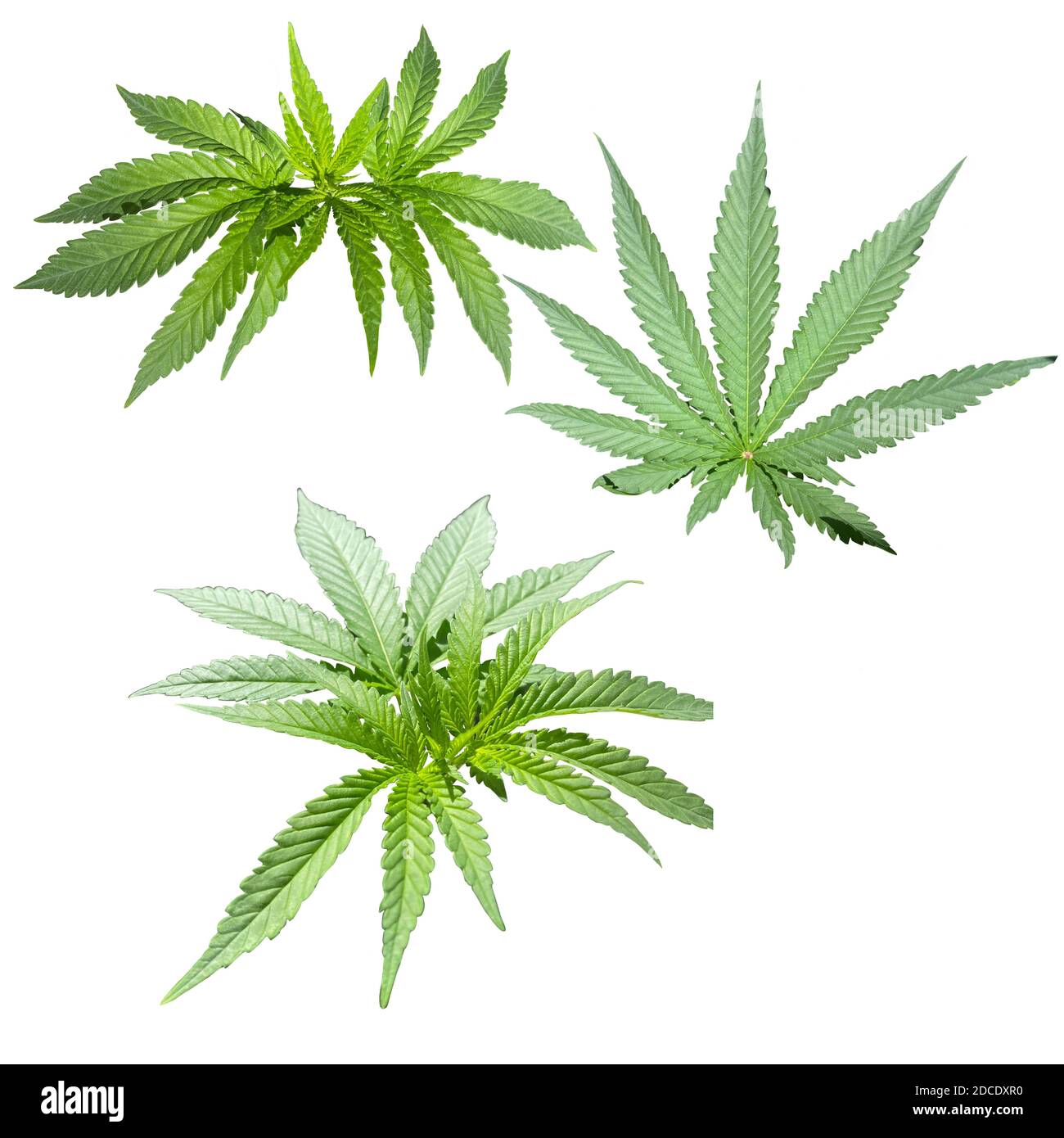 Feuilles de marijuana isolées sur fond blanc Banque D'Images