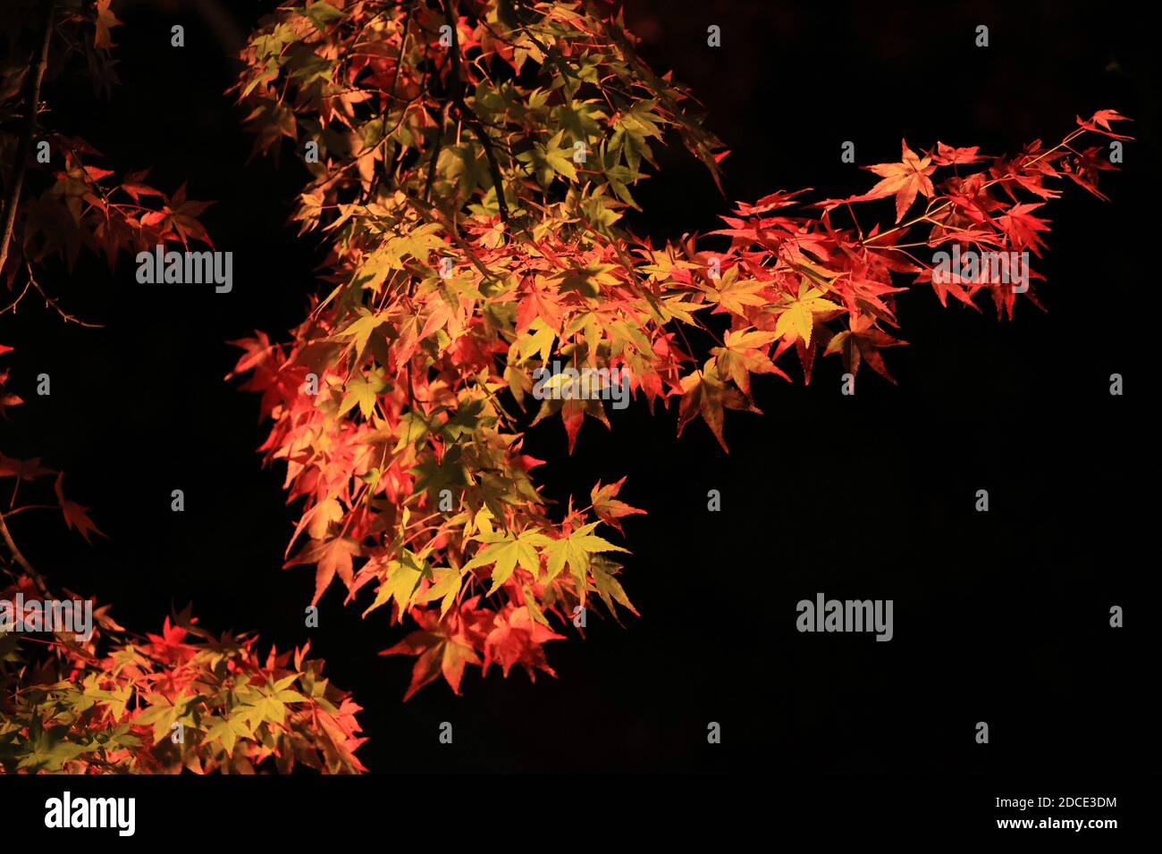 Kyoto, Japon. 20 novembre 2020. Les feuilles d'automne, principalement des érables, sont illuminées au temple de Kiyomizudera, un site du patrimoine mondial de Kyoto, le vendredi 20 novembre 2020. Les gens ont apprécié le feuillage d'automne coloré dans l'ancienne capitale du Japon lors de trois vacances d'automne consécutives. Credit: Yoshio Tsunoda/AFLO/Alay Live News Banque D'Images