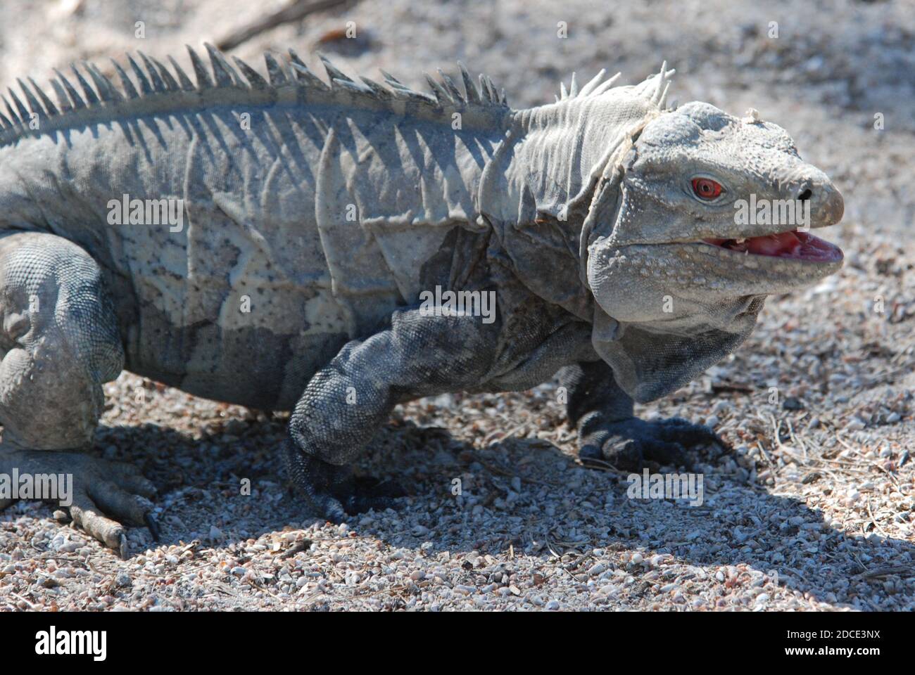 Un mâle ricords iguana (Cymura ricordii) une espèce de reptile en voie de disparition endémique à la république dominicaine dans le parc national Isla Cabritos. Banque D'Images