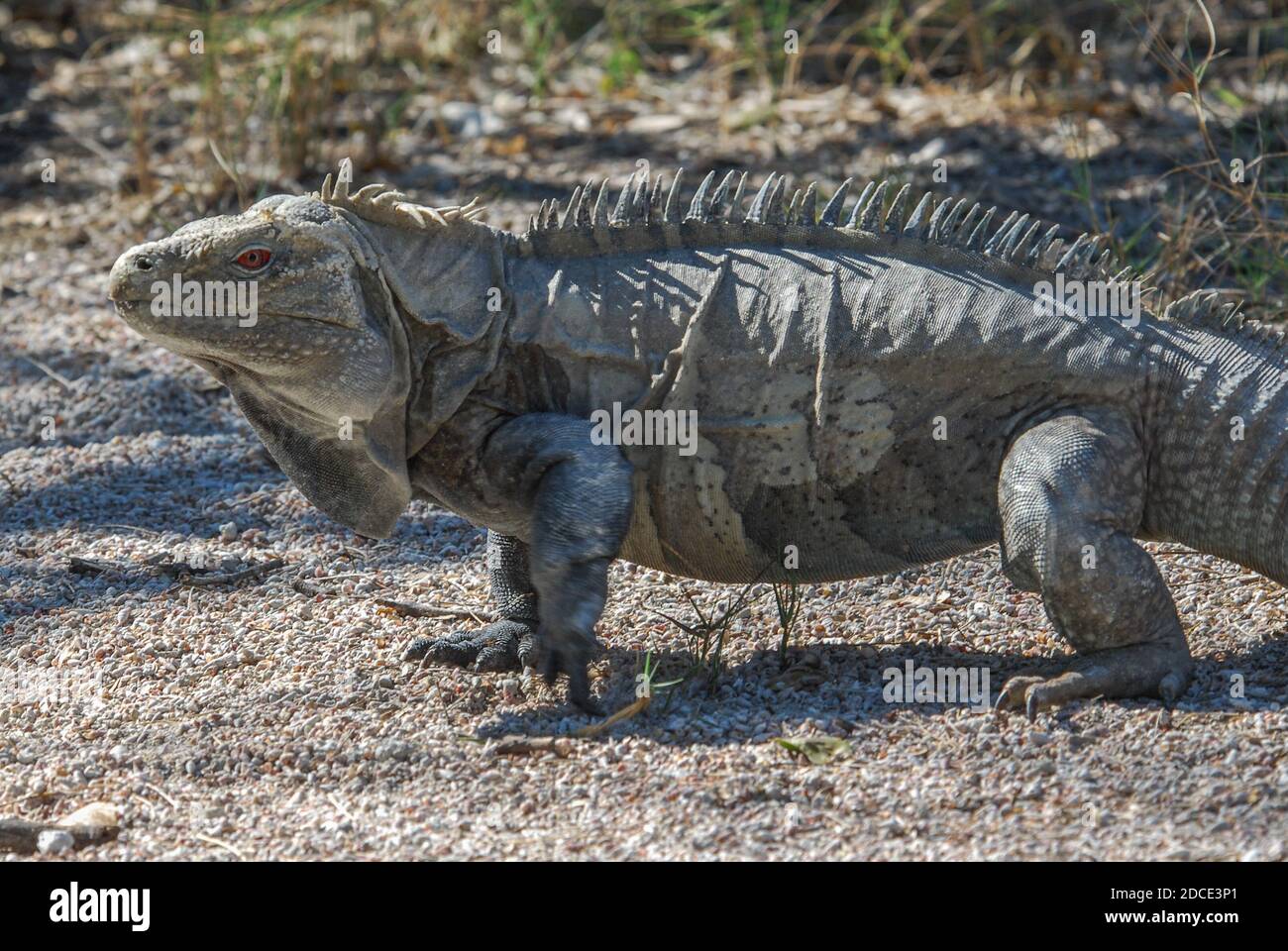 Un mâle ricords iguana (Cymura ricordii) une espèce de reptile en voie de disparition endémique à la république dominicaine dans le parc national Isla Cabritos. Banque D'Images