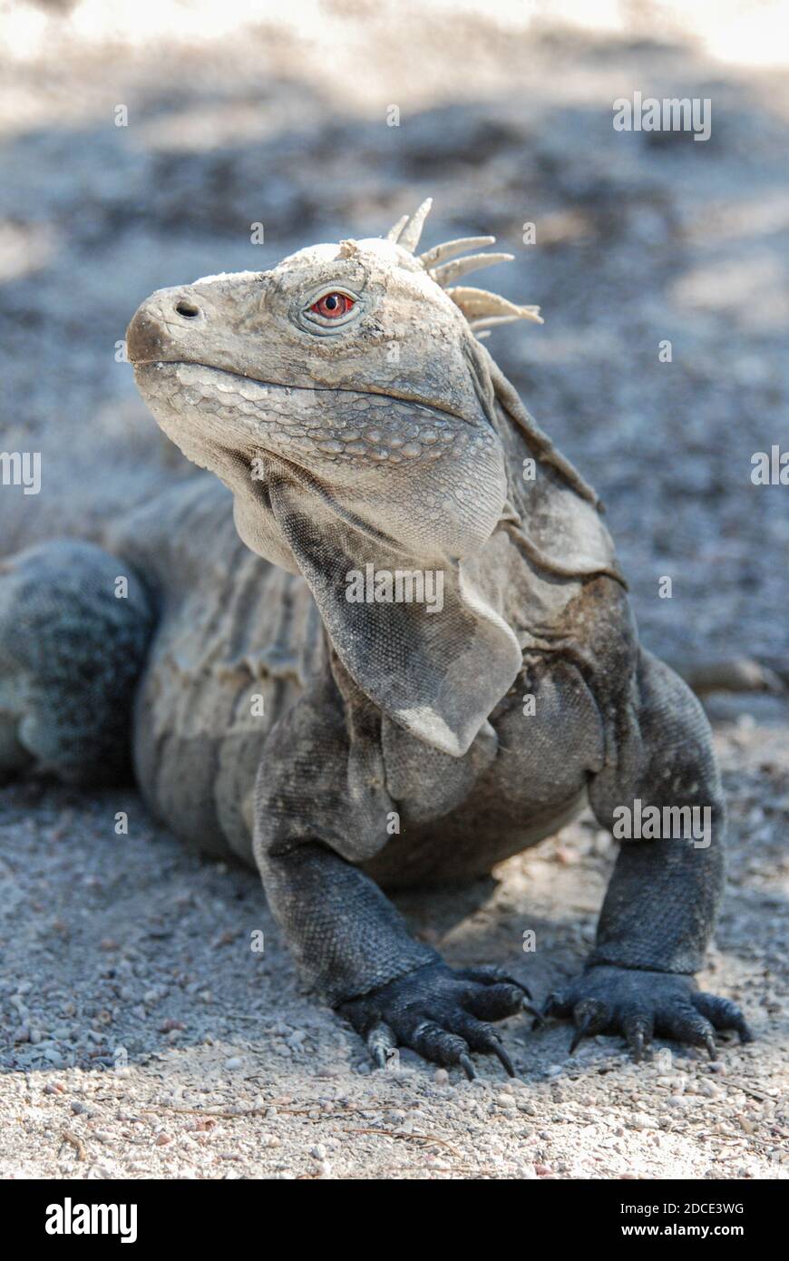 Un mâle ricords iguana (Cymura ricordii) une espèce de reptile en voie de disparition endémique à la république dominicaine dans le parc national Isla Cabritos. Banque D'Images