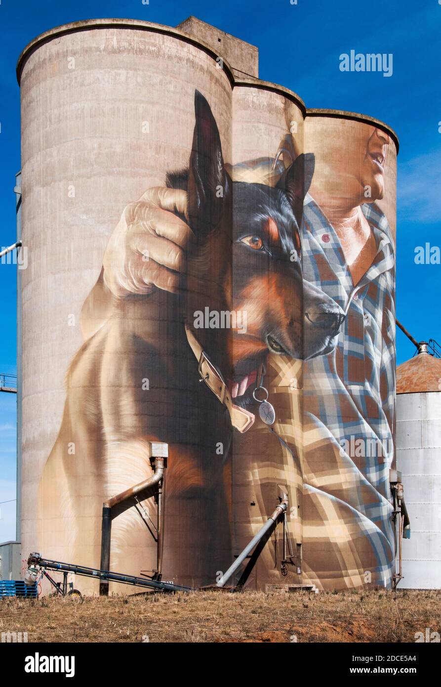 L'art de silo par smug à Nullawil dans le pays Mallee de Victoria représente un chien de bétail kelpie avec son maître Banque D'Images