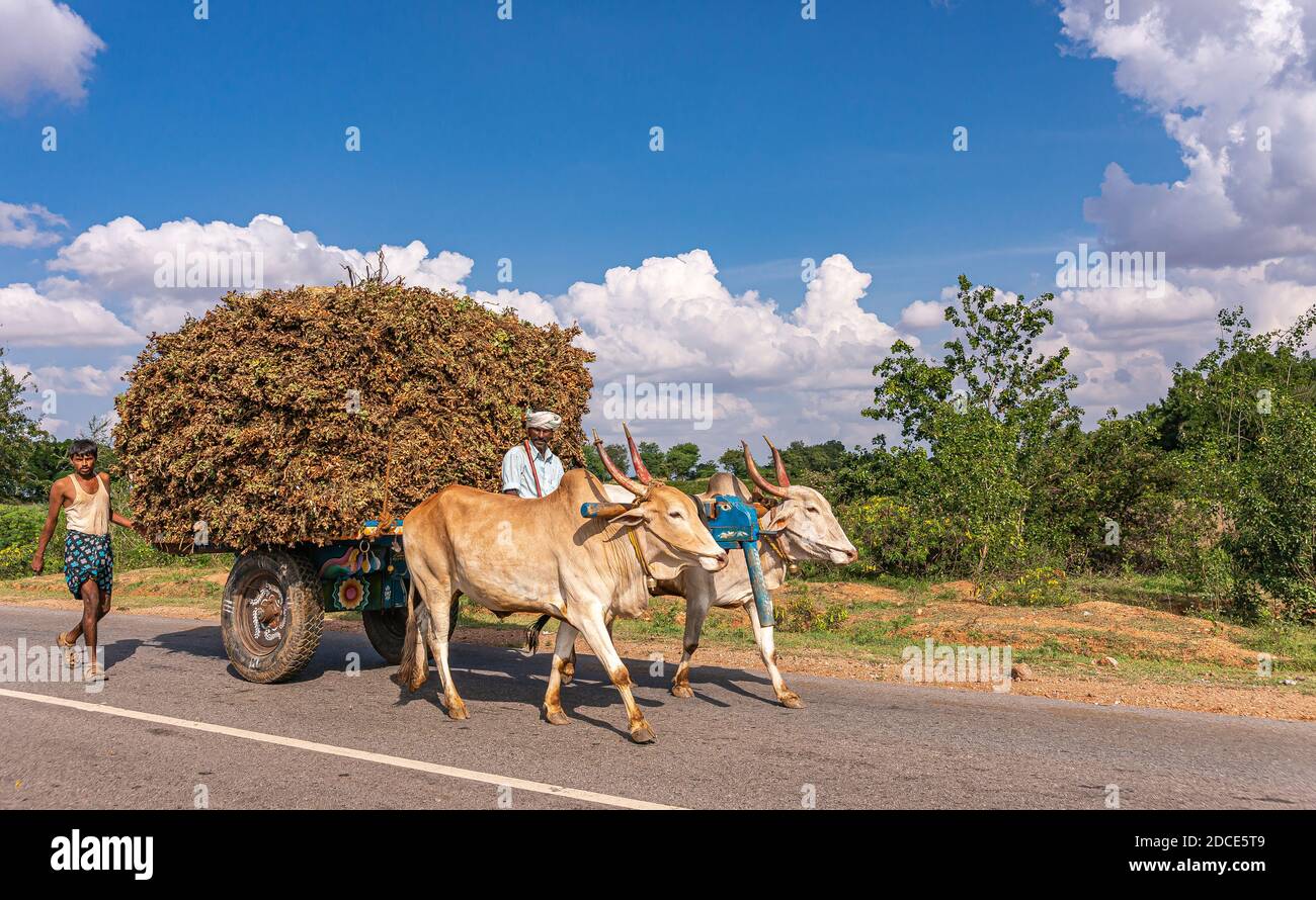 Alur, Karnataka, Inde - 3 novembre 2013 : zone agricole le long de la route où 2 agriculteurs sont avec un wagon chargé tiré par couple d'oxen sous c bleu Banque D'Images