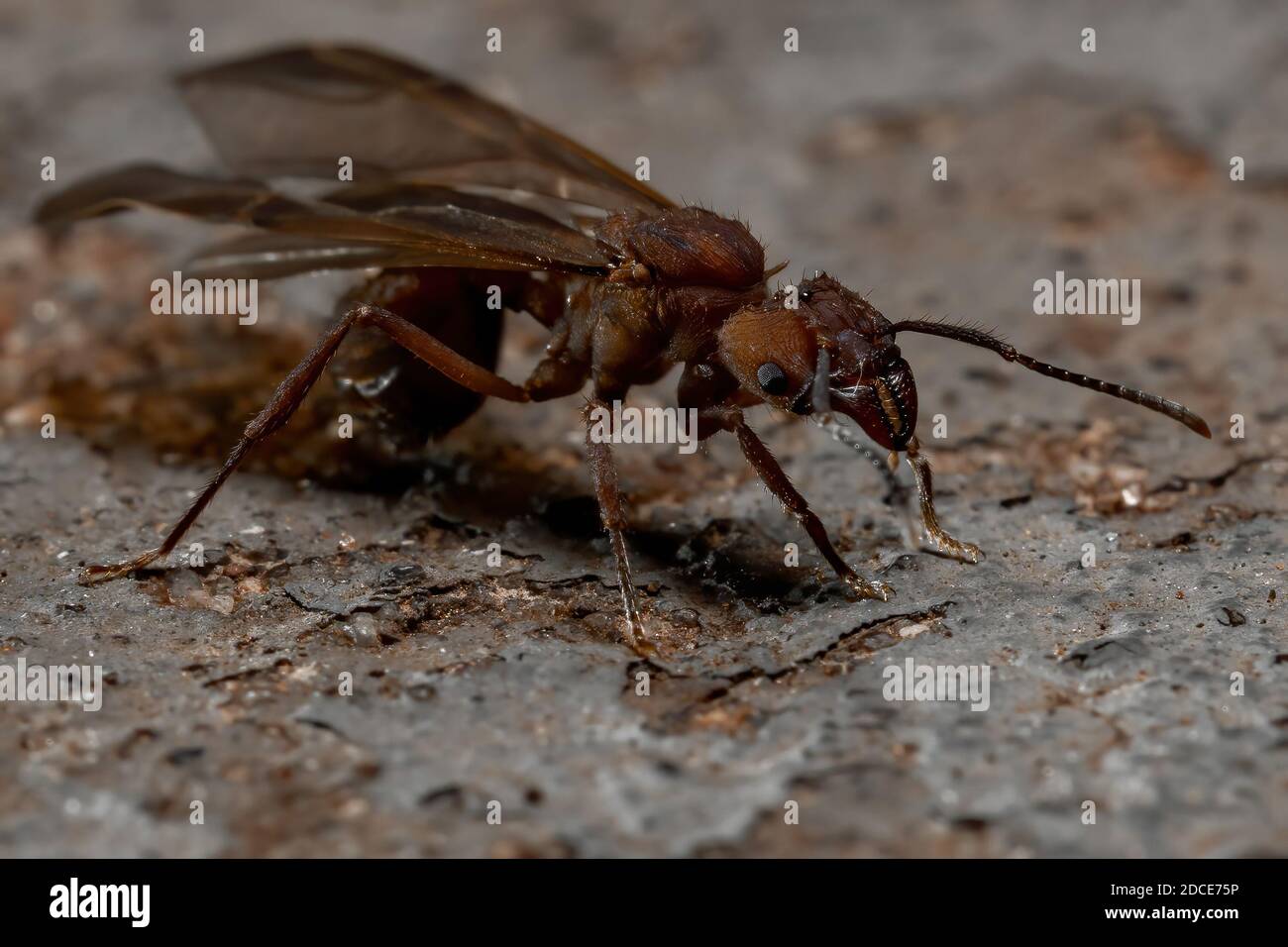 Acromyrmex couteau à lame Ant du genre Acromyrmex Banque D'Images