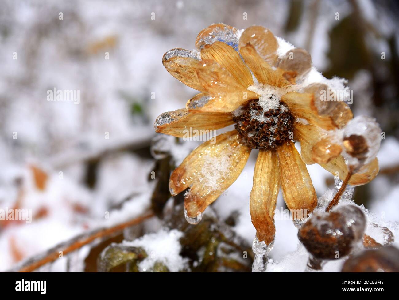Fleur jaune givrée avec neige et glace. Susan à yeux noirs ou Coneflowers. Hiver russe. Banque D'Images