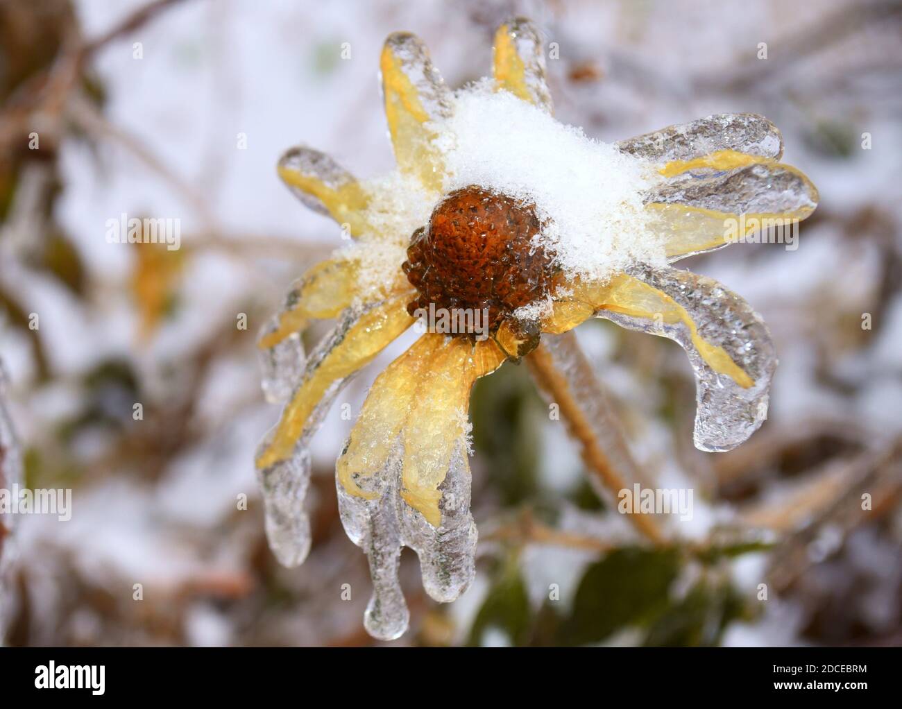 Fleur jaune givrée avec neige et glace. Susan à yeux noirs ou Coneflowers. Hiver russe. Banque D'Images