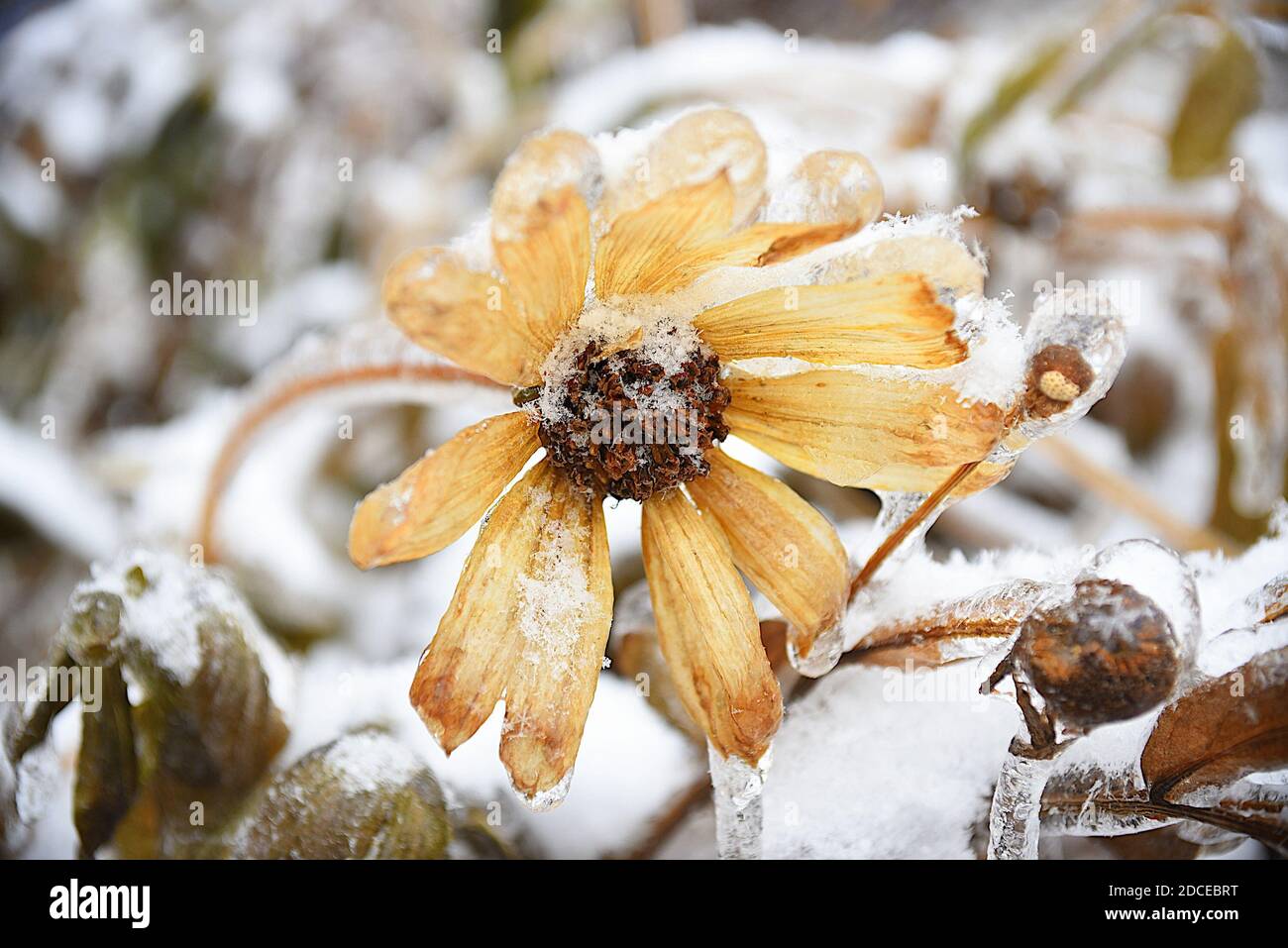 Fleur jaune givrée avec neige et glace. Susan à yeux noirs ou Coneflowers. Hiver russe. Banque D'Images