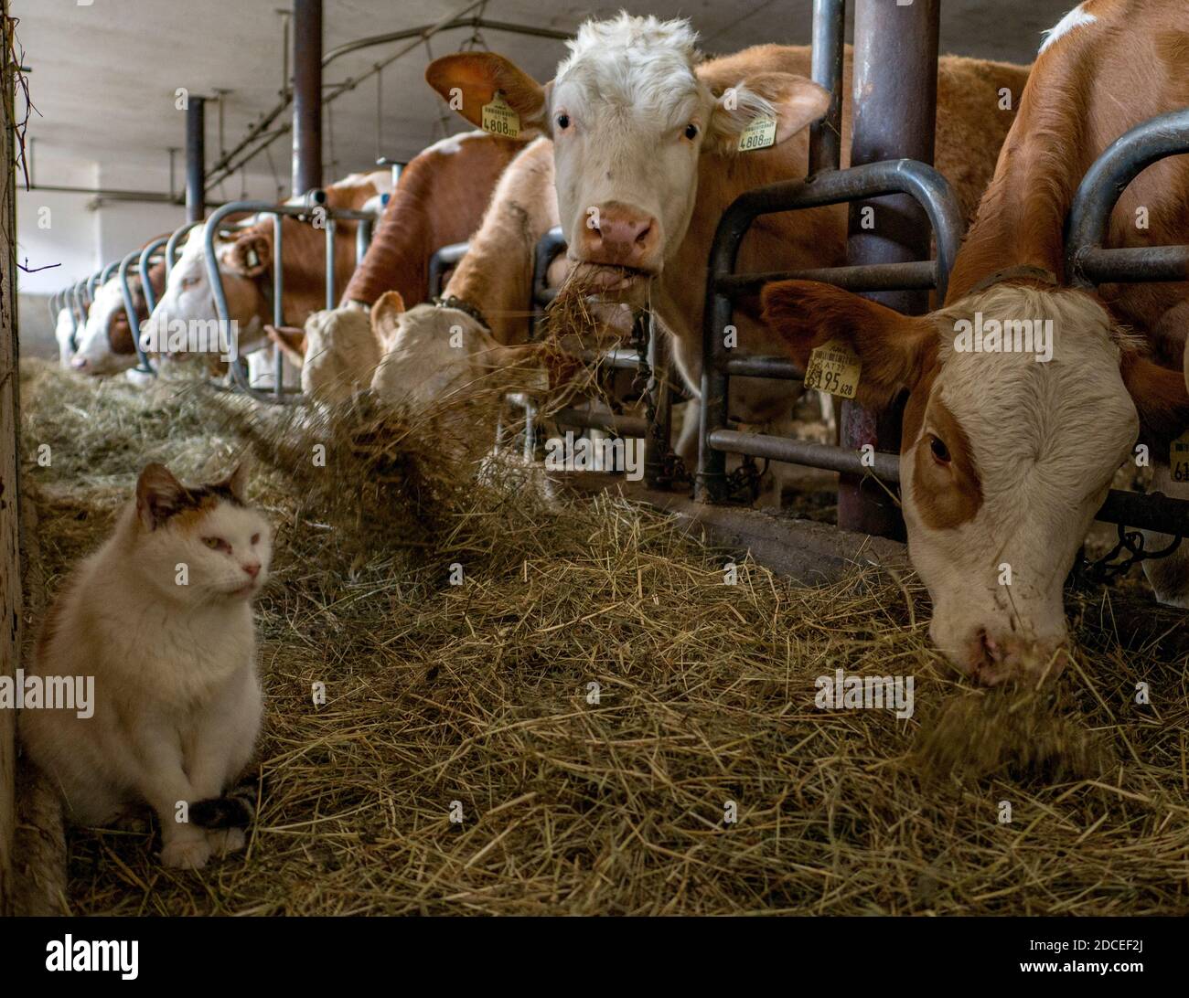 Le chat de la ferme est observé par les vaches qui se broutent dans leur maison d'hiver à l'intérieur du hangar de traite dans le Tyrol autrichien. Banque D'Images