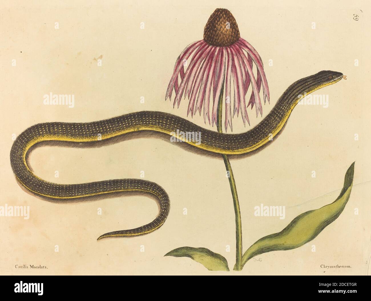 Mark Catesby, (artiste), anglais, 1679 - 1749, The Glass Snake (Anguis ventralis), NAT. Hist. Of Carolina, Florida and the Bahama Isl.: V.2,T59, (série), publié 1731-1743, gravure de couleur main Banque D'Images
