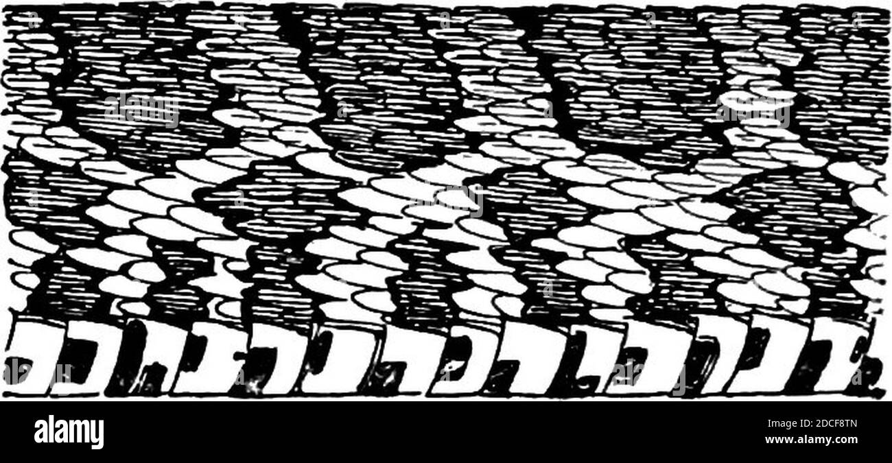 Kirklands Snake-TSF 0027. Banque D'Images