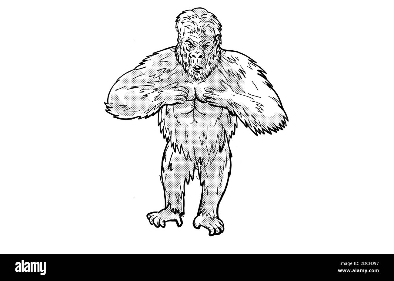 Illustration de style caricatulaire d'un gorille à l'arrière-plan qui fait un tour de poitrine, vu de l'avant sur un arrière-plan blanc isolé. Banque D'Images