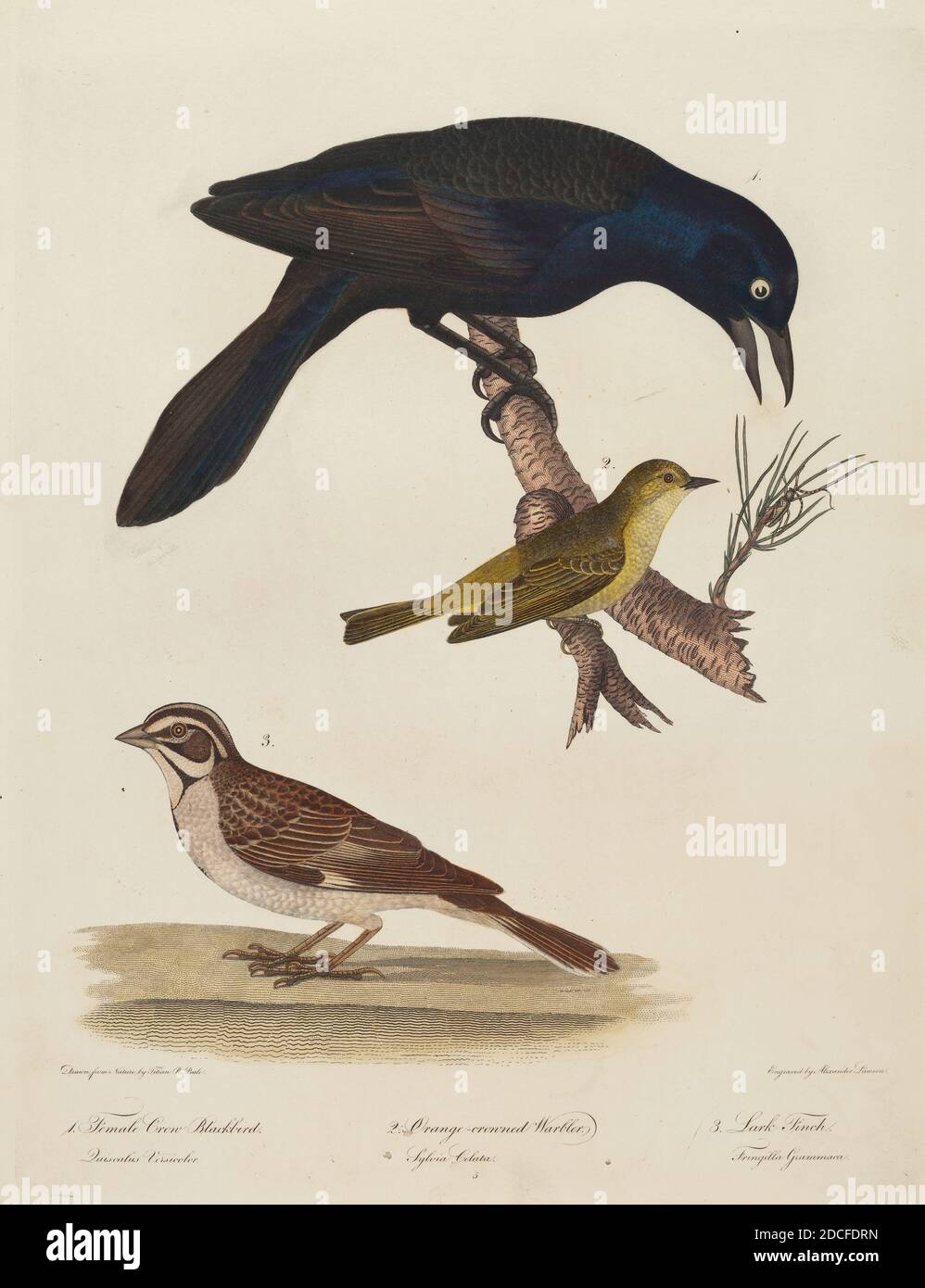 Alexander Lawson, (artiste), américain, 1773 - 1846, Titien Ramsay Peale, (artiste d'après), américain, 1799 - 1885, Crow Blackbird femelle, Paruline à couronne orange, Lark Finch, gravure de couleurs Banque D'Images