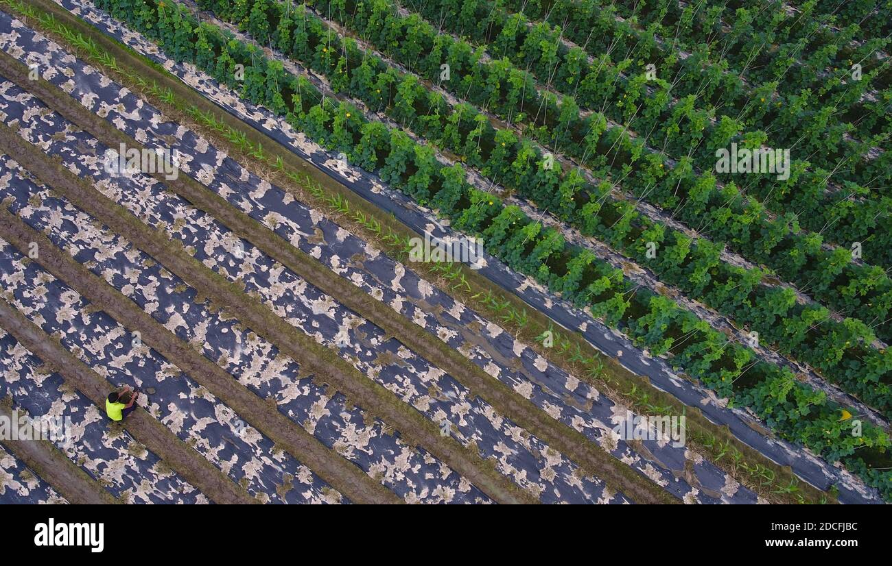 Pékin, Chine. 20 novembre 2020. La photo aérienne prise le 20 novembre 2020 montre un agriculteur travaillant dans un champ de légumes au village de Paipo, dans le comté de Chengmai, dans la province de Hainan, au sud de la Chine. Credit: Yang Guanyu/Xinhua/Alamy Live News Banque D'Images
